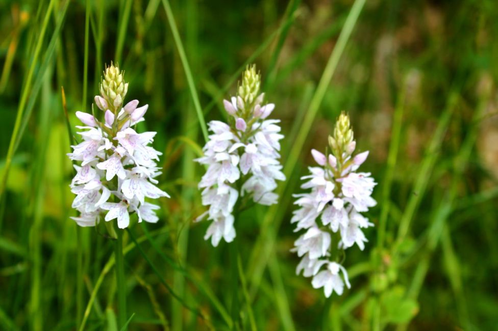 Orchidée des Monts de Gy