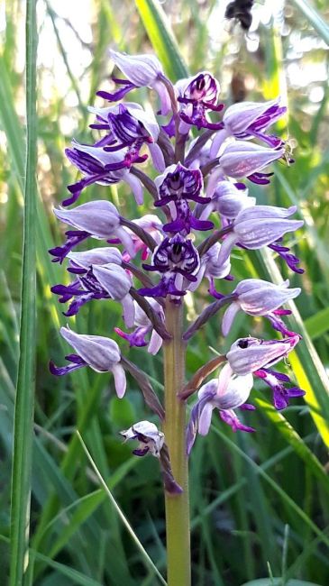 Orchidée des Monts de Gy