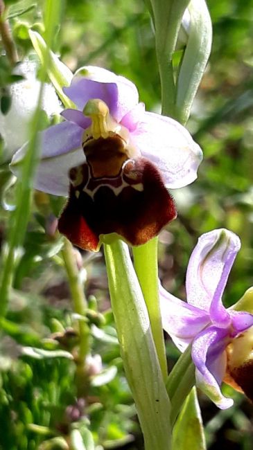 Orchidée des Monts de Gy