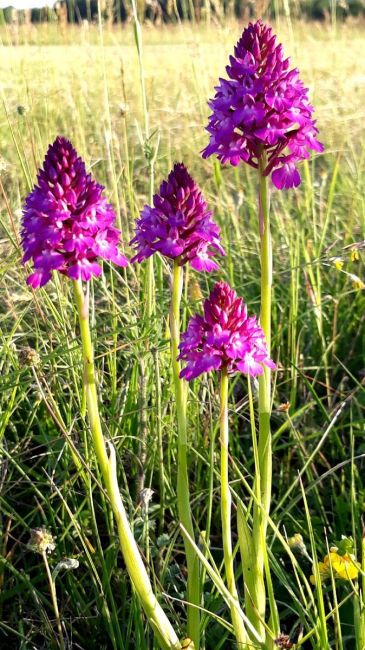 Orchidée des Monts de Gy