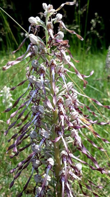 Orchidée des Monts de Gy