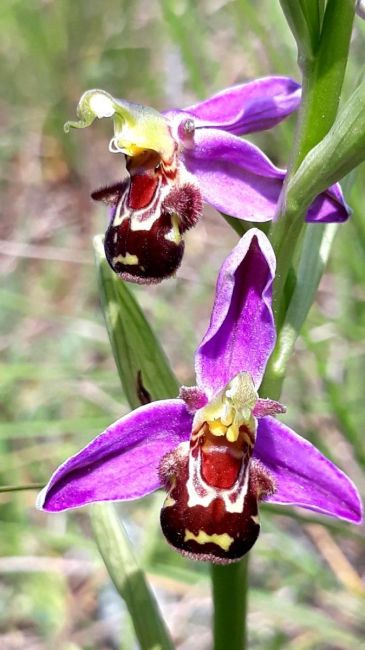 Orchidée des Monts de Gy