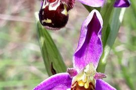 Orchidée des Monts de Gy