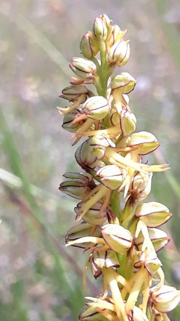 Orchidée des Monts de Gy