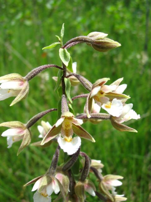 Orchidée des Monts de Gy