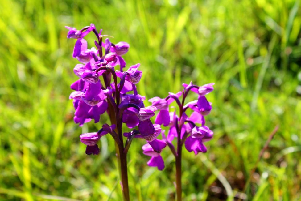 Orchidée des Monts de Gy