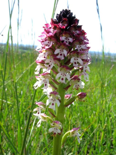 Orchidée des Monts de Gy