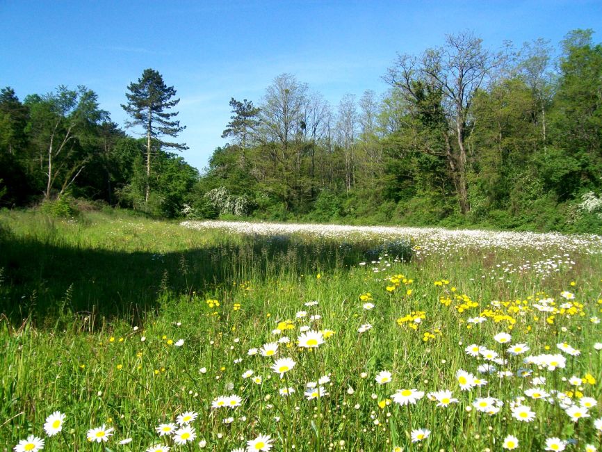 champ marguerites