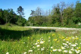 champ marguerites