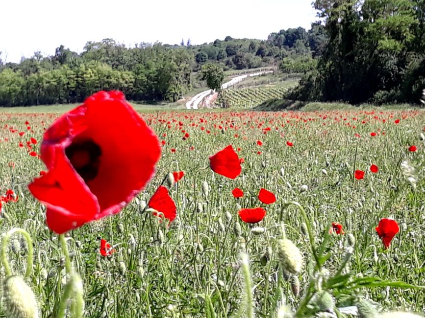 coquelicots