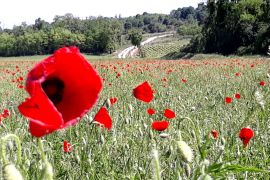 coquelicots