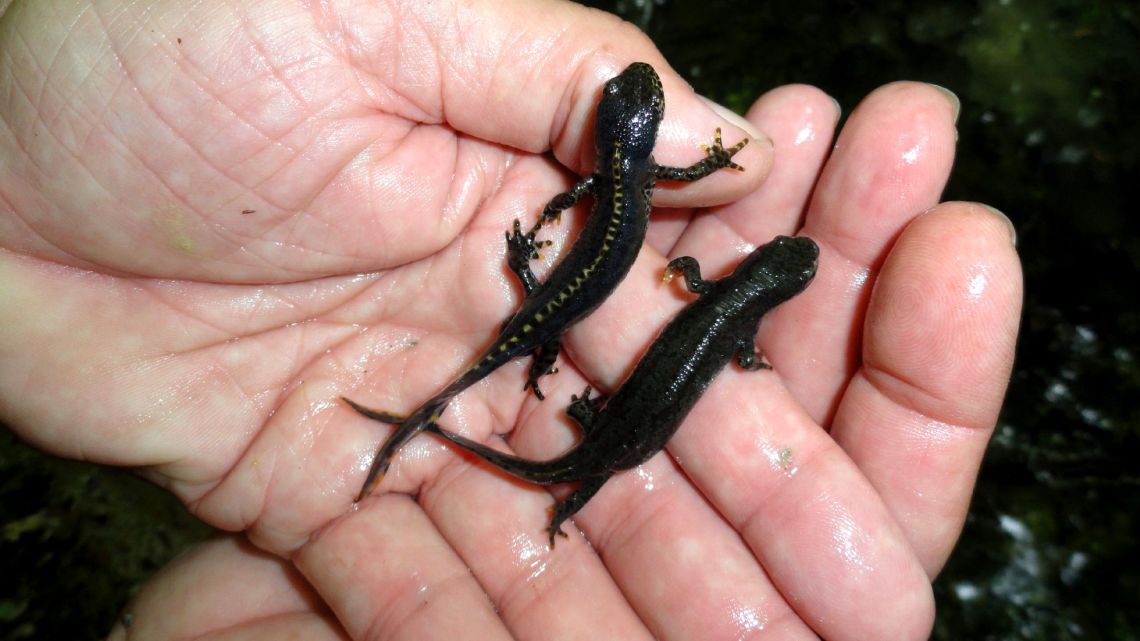 couple tritons alpestre