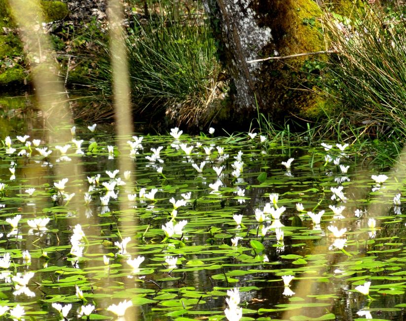 fleurs d'eau