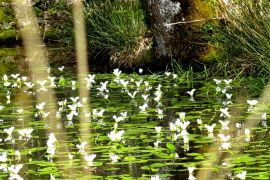 fleurs d'eau