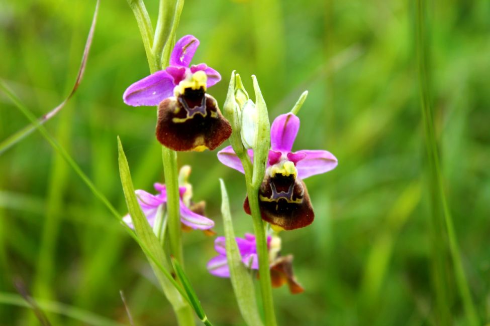 orchidées