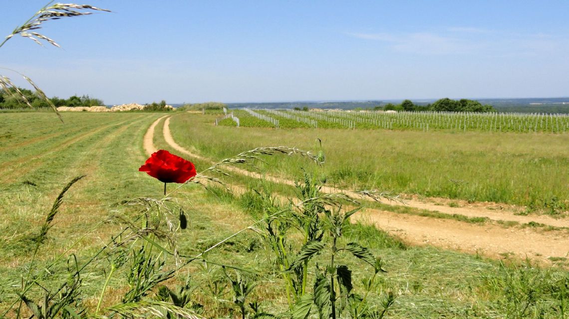 prairie et coquelicot