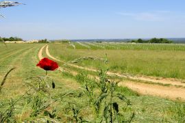 prairie et coquelicot