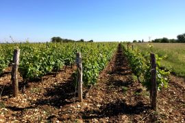 vignes