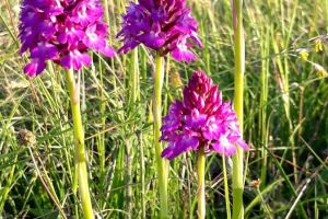 orchidee monts de gy 6.jpg